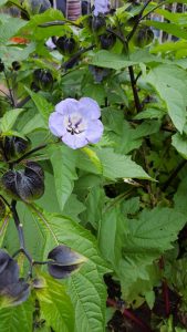 Muddy Boots garden in bloom image