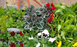 Flowers at Muddy Boots - image